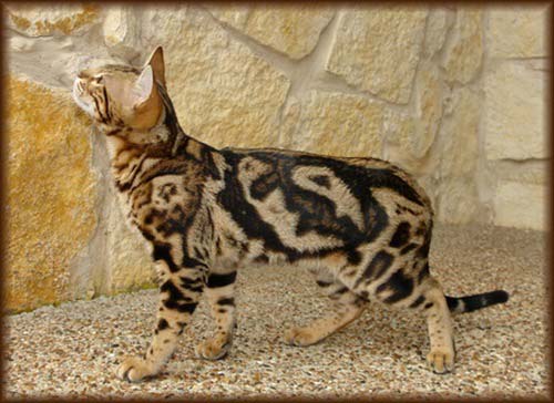 Бенгальська кішка: фото, опис породи, характер, відео, ціна – Муркотэ про кішок і котів