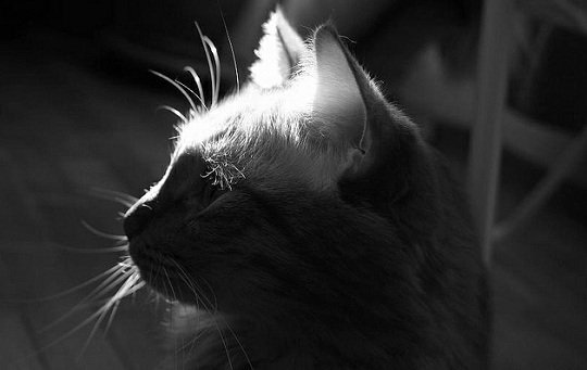 Вушний кліщ у кішок. Симптоми і лікування отодектозу – Муркотэ про кішок і котів