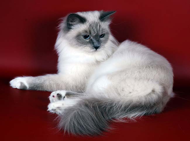 Невська маскарадна кішка: фото, ціни, опис породи, характер, відео, розплідники – Муркотэ про кішок і котів