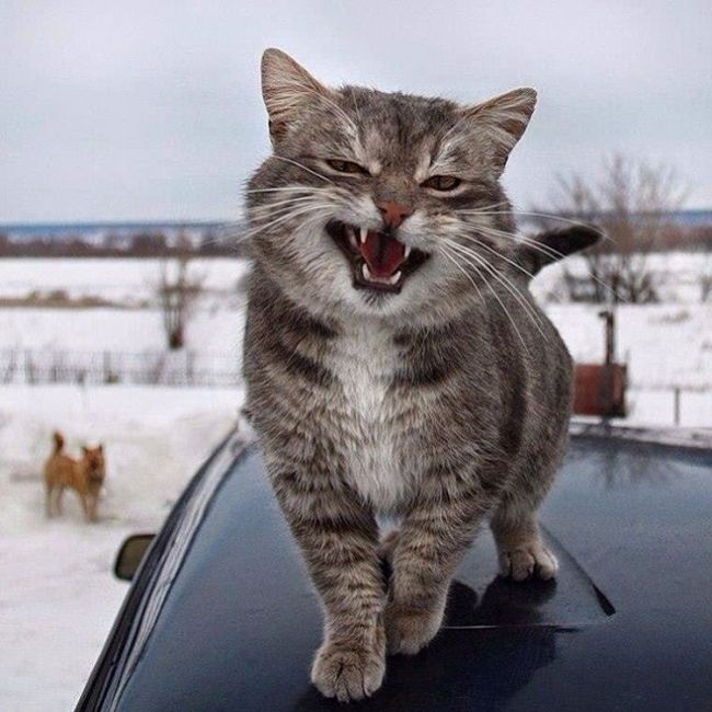 Смішні кішки й коти: 32 фото і 5 відео до сліз – Муркотэ про кішок і котів