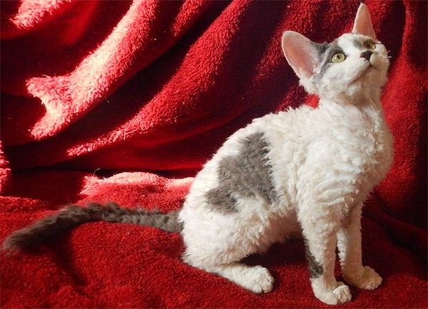 Орегон рекс: фото кішки, ціна, опис породи, характер, відео, розплідники – Муркотэ про кішок і котів