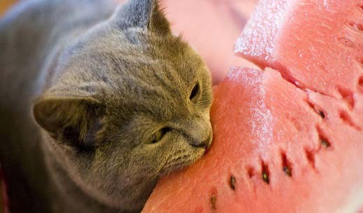 Запор у кішки, коти: симптоми, лікування та профілактика – Муркотэ про кішок і котів