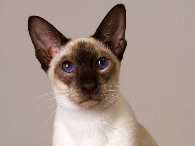 Петерболд: фото кішки, ціна, опис породи, характер, відео, розплідники – Муркотэ про кішок і котів
