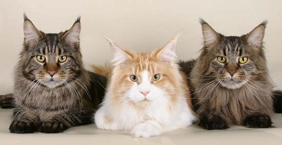 Породи кішок з фотографіями і назвами. Топ 58 порід котів – Муркотэ про кішок і котів