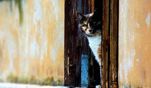 Короста у кішок. Симптоми і лікування кошачей корости – Муркотэ про кішок і котів