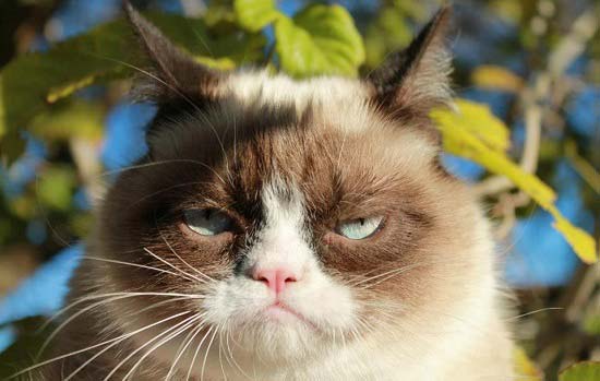 Grumpy Cat   самий сердитий кіт у світі: фото, відео. Найбільш похмура кішка інтернету – Муркотэ про кішок і котів