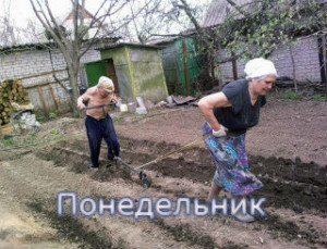 Місячний посадковий день садівника, городника за місячним календарем 16 Січня 2017