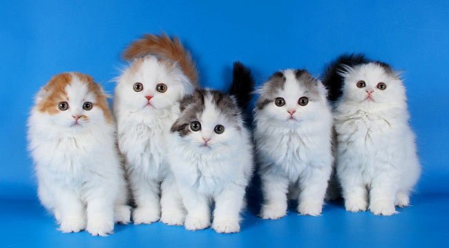 Хайленд фолд: фото кішки, ціни, опис породи, характер, відео, розплідники – Муркотэ про кішок і котів