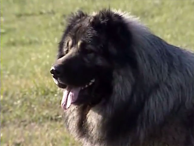 Кавказька вівчарка: характеристика породи з фото і відео