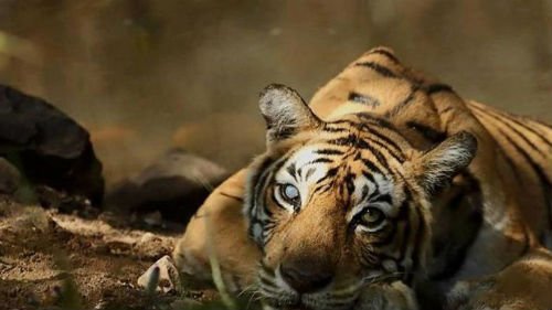 Сонник тигриця уві сні до чого сниться тигриця