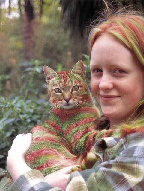 Бодіарт у кішок: А ви б зробили ТАКЕ вашому улюбленцю – Муркотэ про кішок і котів