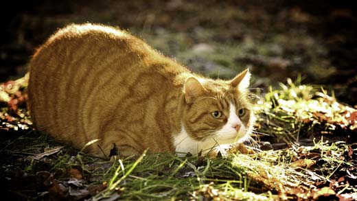 Ожиріння у кішок. Причини і профілактика надмірної ваги – Муркотэ про кішок і котів