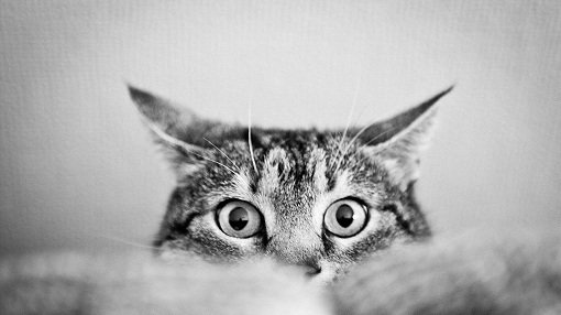 Хвороби очей у кішок: конюнктивіт, катаракта, кератит, глаукома у котів – Муркотэ про кішок і котів