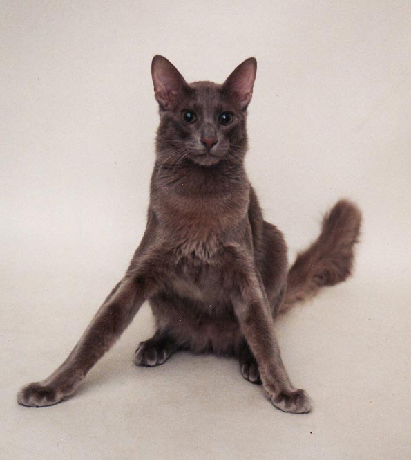 Яванська кішка (яванез): фото, ціна, опис породи, характер, відео, розплідники – Муркотэ про кішок і котів