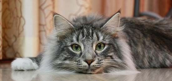 Норвезька лісова кішка: фото, опис породи, характер, відео, ціна – Муркотэ про кішок і котів