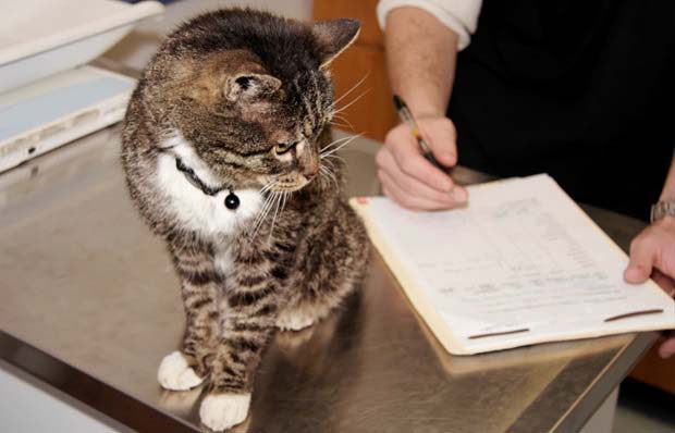 Перитоніт у кішок: симптоми, лікування та профілактика – Муркотэ про кішок і котів