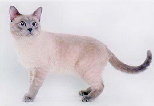 Тайська кішка: фото, опис породи, характер, відео, ціна, розплідники – Муркотэ про кішок і котів