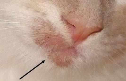 Мікроспорія у кішок: симптоми, діагностика та лікування – Муркотэ про кішок і котів