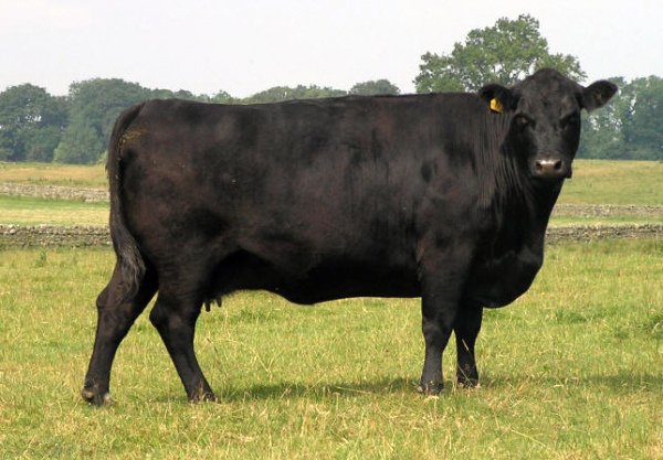 Мясні породи корів: характеристика популярних