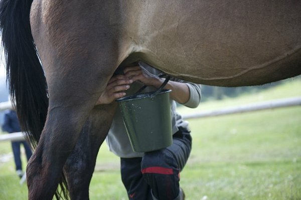 Особливості доїння коней: тонкощі процесу та поради від фахівця