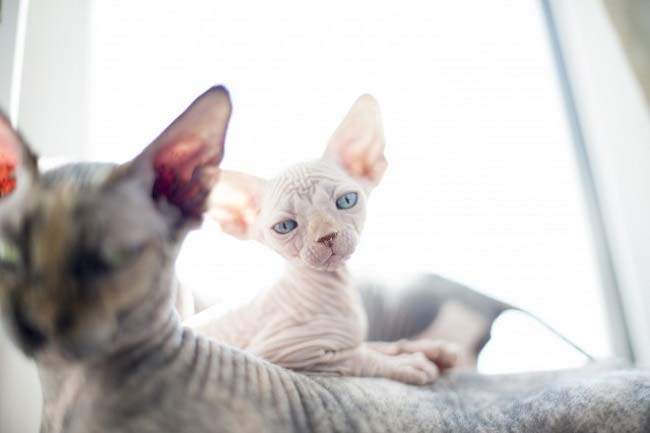 Канадський сфінкс: фото кішки, ціна, опис породи, характер, відео, розплідники – Муркотэ про кішок і котів
