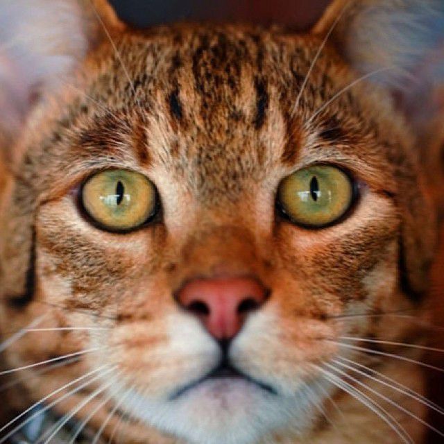 Ашера кішка: фото, ціна, опис породи, характер, відео – Муркотэ про кішок і котів