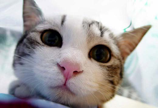 Чому у кішки сльозяться очі, закисають і гнояться очі: причини і лікування, як протирати – Муркотэ про кішок і котів