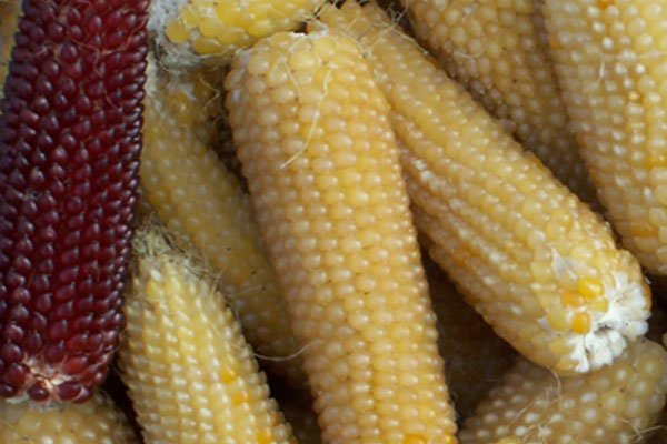 Як зробити попкорн з кукурудзи