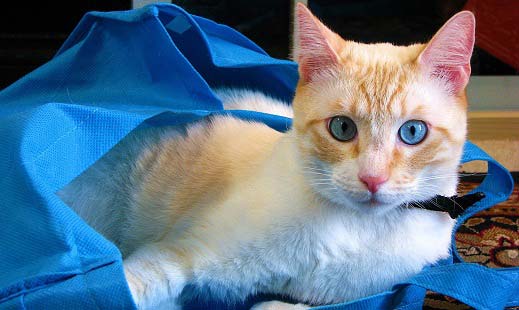 Перенесення для кішок як вибрати: пластикова, тканинна,клітина що краще – Муркотэ про кішок і котів