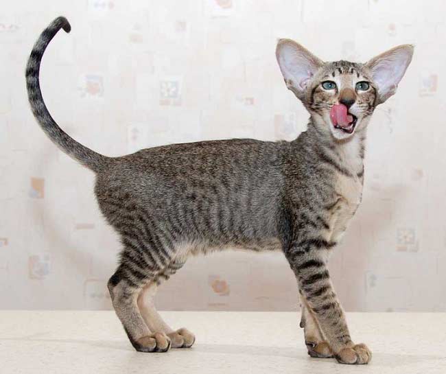 Орієнтальна кішка: фото кішки, ціна, опис породи, характер, відео, розплідники – Муркотэ про кішок і котів