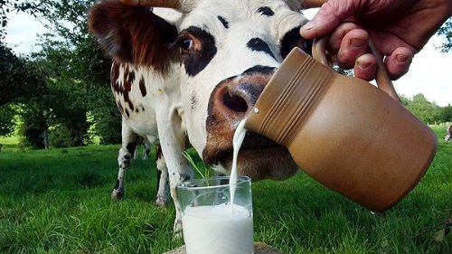 Сонник приснилося молоко до чого сниться молоко в сні