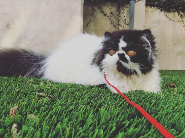 Персидська кішка: фото, опис породи, характер, відео, ціна – Муркотэ про кішок і котів