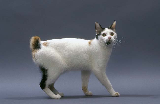 Японський бобтейл: фото, ціна, опис породи, характер, відео, розплідники – Муркотэ про кішок і котів