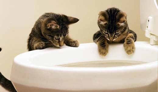 Який наповнювач для котячого туалету краще. Види наповнювачів та відгуки – Муркотэ про кішок і котів