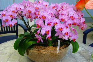 Як розсадити орхідею в домашніх умовах: інструкція