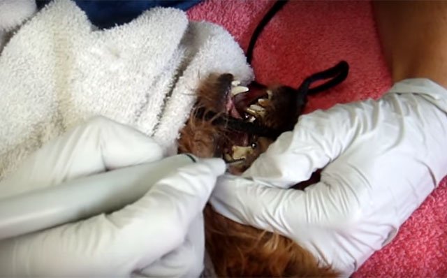 Зміна зубів у йоркширського терєра, фото і відео