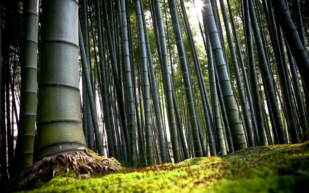 Як виростити бамбук