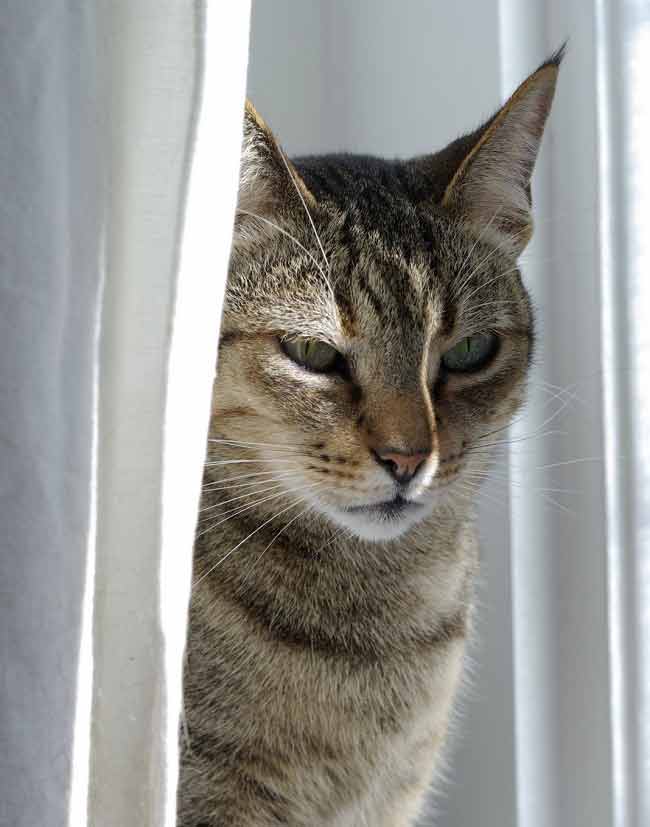 Канаани: фото кішки, ціна, опис породи, характер, відео, розплідники – Муркотэ про кішок і котів