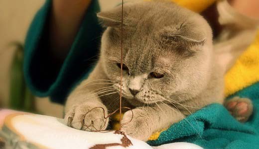 Найрозумніші породи кішок: Топ 10 – Муркотэ про кішок і котів