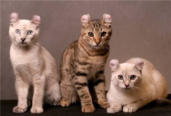 Найдорожчі породи кішок з фотографіями і назвами – Муркотэ про кішок і котів