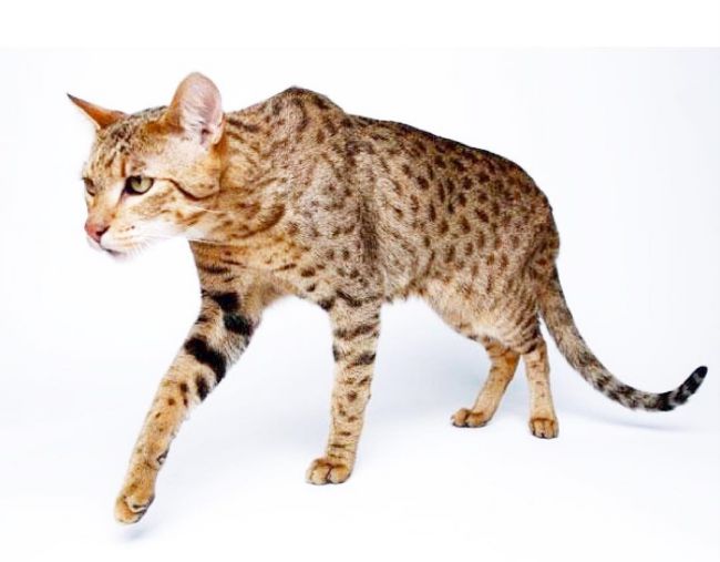 Ашера кішка: фото, ціна, опис породи, характер, відео – Муркотэ про кішок і котів