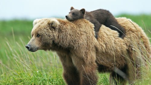 Сонник ведмідь з ведмежам у сні до чого сниться ведмідь з ведмежам