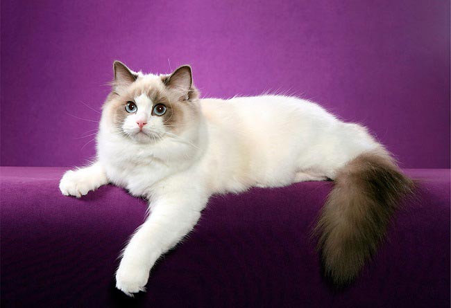 Регдолл: фото кішки, ціна, опис породи, характер, відео, розплідники