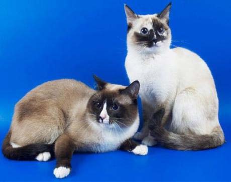 Рідкісні породи кішок з фотографіями і назвами – Муркотэ про кішок і котів
