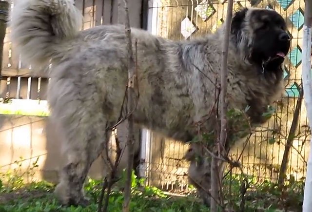 Кавказька вівчарка: характеристика породи з фото і відео