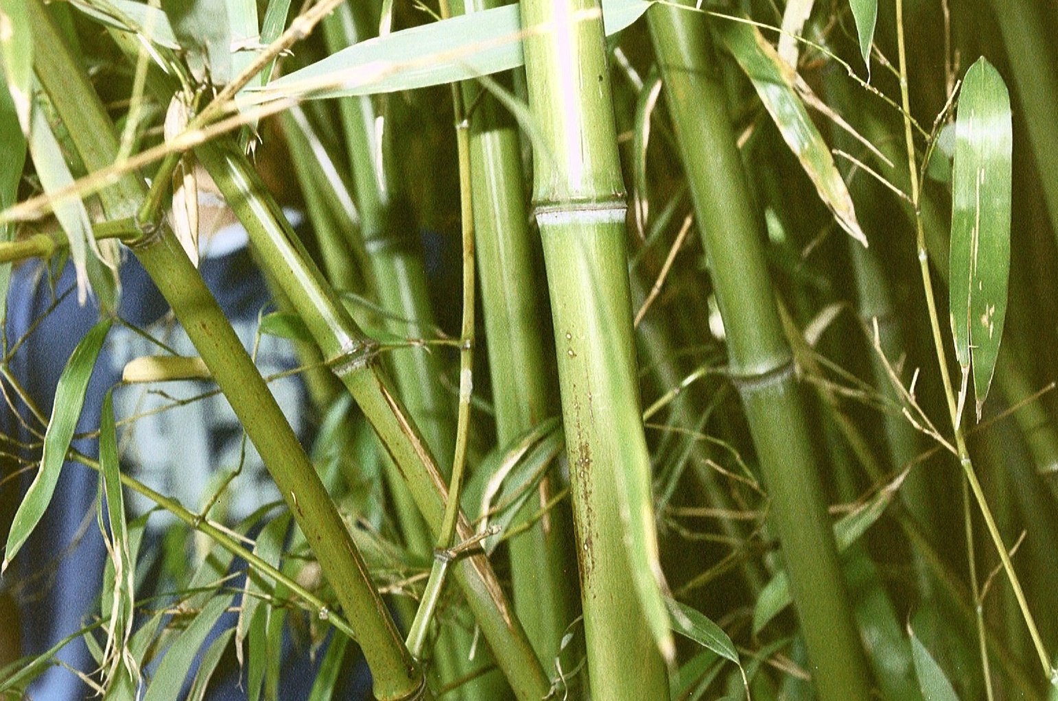 Як виростити бамбук