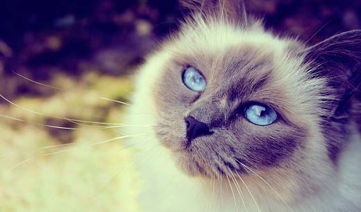 Чим годувати стерилізовану кішку: 5 рад з правильного харчування – Муркотэ про кішок і котів