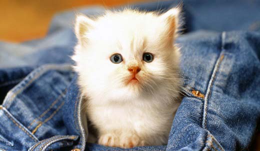 Як назвати білого кошеняти. Клички (імена) для білих котів і кішок – Муркотэ про кішок і котів