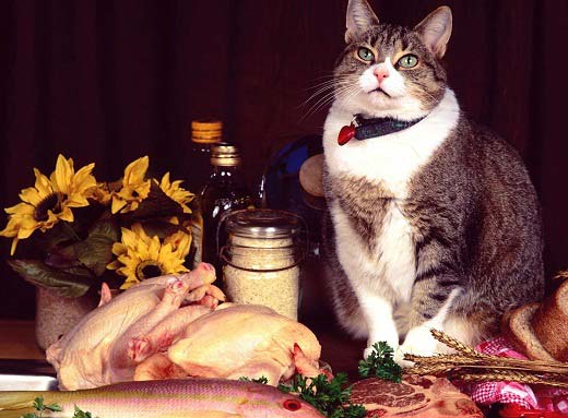 Холистик корми для кішок: рейтинг кормів, переваги – Муркотэ про кішок і котів