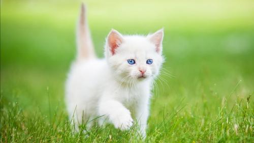 Імена для білих котів хлопчиків